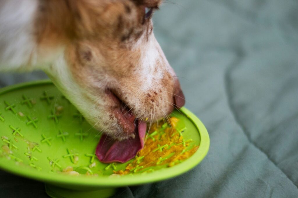 Your Dog to Slow Down When Eating