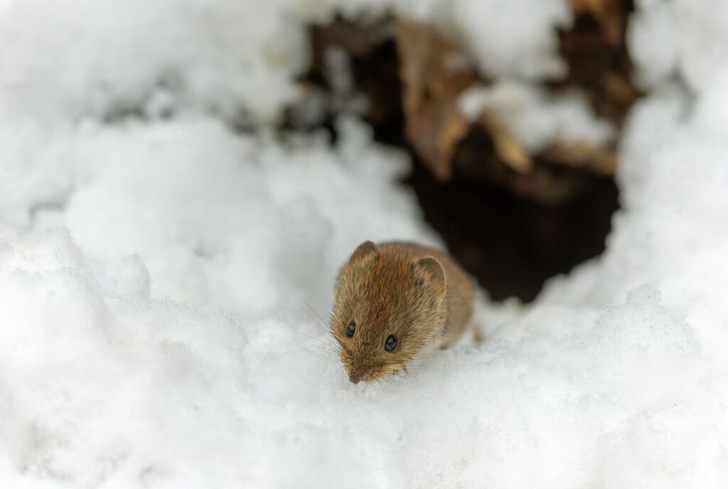 How Calgary’s Climate Affects Seasonal Pest Activity 1 image
